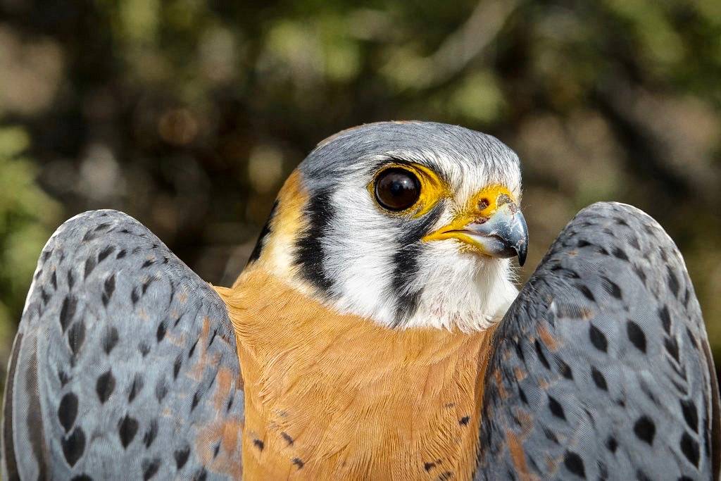 Male American Kestrel by Jon David Nelson is licensed under CC BY-NC-SA 2.0